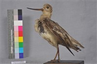 藏品(反嘴鷸)的圖片